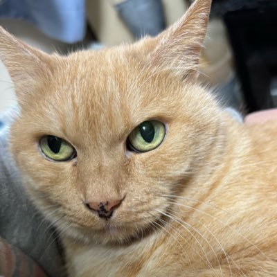 Cb4PAkzi2R50589's profile picture. 鈴木拡樹さんと孫boysと家の猫＆犬が推し。手帳文房具手芸編み物ぬり絵紙ものコラージュ書写ネトフリ読書アニメ観劇観ミュージカル、かえるのピクルス、スナフキン好き。追伸、今っぽいタイプのコラージュは貼れません。見させて頂くのは 大好きです。勝手にハートつけていますが ご迷惑だったら すみません。