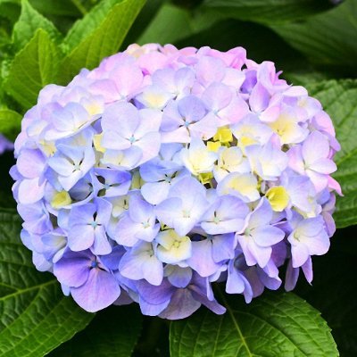 スマイル( *´艸｀)様 あじさい🌼＠スターシード (@jk2jxl) / Posts / X