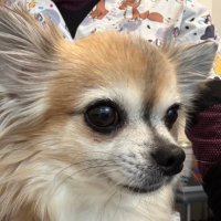 Fanny Quentric (@dr_fannyq) 's Twitter Profile