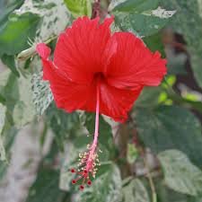 Agvasquez's profile picture. emprendedora, dueña de casa y chilena 🐱🐶🌳