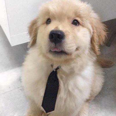 Flintstone_Nata's profile picture. INFJ girl