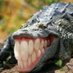 CROC 🐊⛓ Dinosaur Vtuber (@crocvt) Twitter profile photo CROC 🐊⛓ Dinosaur Vtuber (@crocvt) Twitter profile photo