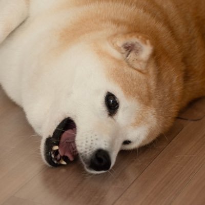 kururu-inuさんのプロフィール画像