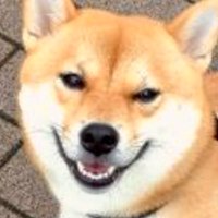 柴犬櫻 (@osakura_chan) 's Twitter Profile