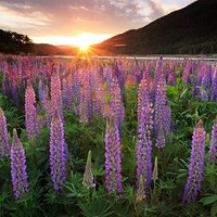 Yelda Oltun (@y_oltun) Twitter profile photo