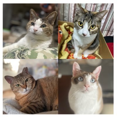 猫垢🐱DMは挨拶のみ対応致します🙇♀️低浮上気味の為ポスト少なめ。フォロバ、反応遅れます🙇♀️ #猫白血病