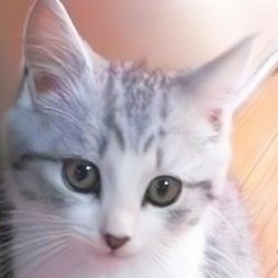 TA93_kabu11's profile picture. 