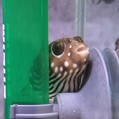 うっかりぴーたんだましさんのプロフィール画像