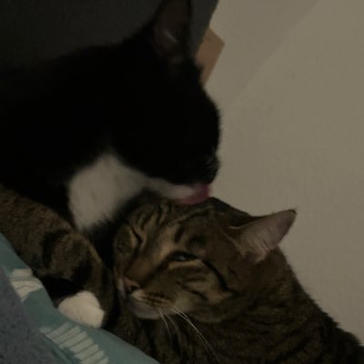 tinaw_ild's profile picture. 22 | she/her 👣42EU/11US DM für Customs💸