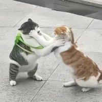 sude (@sdaisymoi) 's Twitter Profile