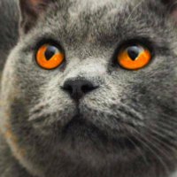 Chhòa Niau (@chhoaniau) 's Twitter Profile