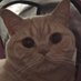 Başo (@basohq) Twitter profile photo Başo (@basohq) Twitter profile photo
