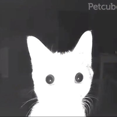 sofkralik's profile picture. 