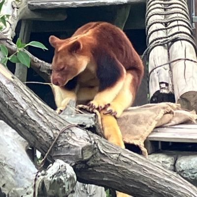 waninoko1023's profile picture. 