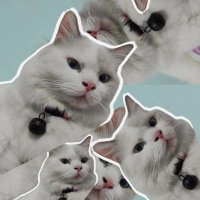 kiwkiw (@ularkadutts) 's Twitter Profile