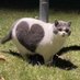 Meg (@booksncatsnstuf) Twitter profile photo Meg (@booksncatsnstuf) Twitter profile photo
