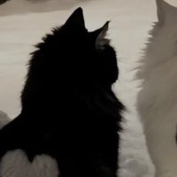 「yu。pawsu♡ 」 (@pawsuvr) 's Twitter Profile