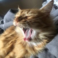 SaadetV.D (@saadetdagasan) 's Twitter Profile Photo