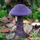 DenizilkerKotak's profile picture. 