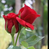Md Abul Kalam KGeN dvin (@mdabulkala14022) 's Twitter Profile