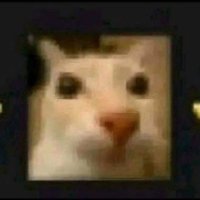 the cat is rebbelling (@meowamnakoym) 's Twitter Profile