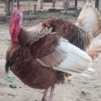 Happy Jutt (@happyjutt5212) 's Twitter Profile