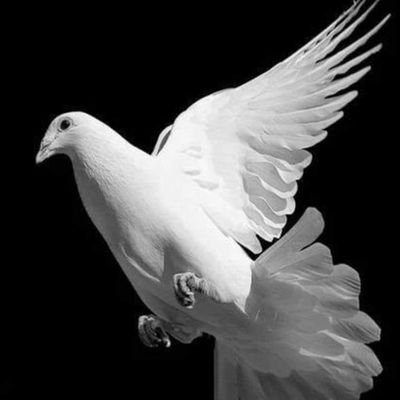 dki_09_X's profile picture. X