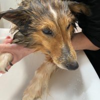 シェルティ・レスキュー公式 Sheltie Rescue JPN Official (@sheltie_rescue) 's Twitter Profile