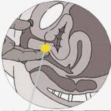 jps_se_1819's profile picture. お尻を愛しおっぱいに恋する信楽焼の狸です。