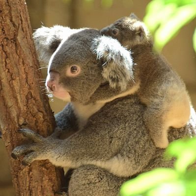 erry_zoophoto's profile picture. 動物園や水族館で撮った写真、時々イラストを載せます🐨🦁
動物の赤ちゃんに目がない🌱
羊毛フェルトで動物のマスコット制作もしています🪡(@erry_made)