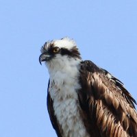 Blkout (@300_blkout) 's Twitter Profile