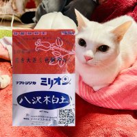 妃サーヤ ソフトシリカ 八沢木白土 相互フォロー (@kisakisaya) 's Twitter Profile Photo 妃サーヤ ソフトシリカ 八沢木白土 相互フォロー (@kisakisaya) 's Twitter Profile Photo