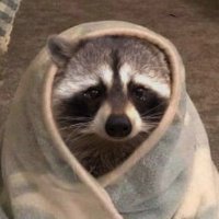 raccoon with confusing auras (@raccoonauras) 's Twitter Profile Photo
