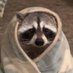raccoon with confusing auras (@raccoonauras) Twitter profile photo raccoon with confusing auras (@raccoonauras) Twitter profile photo
