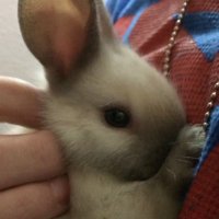 not gabibi (@bunnyrtist) 's Twitter Profile