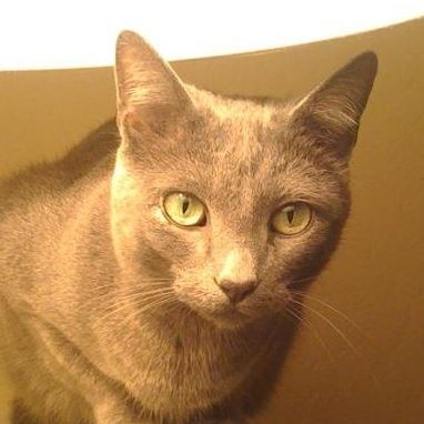 KoaukaLoop's profile picture. Artist, musician, IT security, cook, linguist, and more.