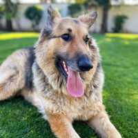 Darth Mango (@mango_darth) 's Twitter Profile