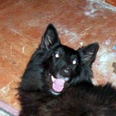 elmexicanobro's profile picture. ♧ordem paranormal♤