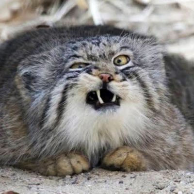 Ca-しいえさんのプロフィール画像