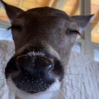 ziombalson29 (@pipebomber_) 's Twitter Profile