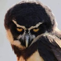Ahmed slman (@ahmedsl45264618) 's Twitter Profile