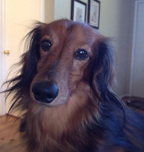 droopysnoop's profile picture. 