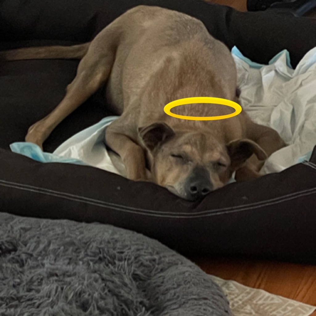 Dog mom, lawyer, hockey player, bassist, storyteller, Hoosier-Chicagoan.