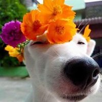 jurídico PetShopMundoCão (@error_zzz) 's Twitter Profile