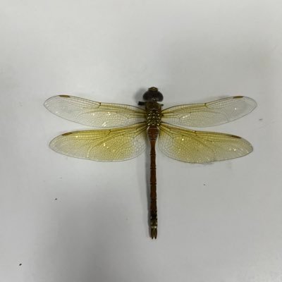 rgvjhfvjih's profile picture. 