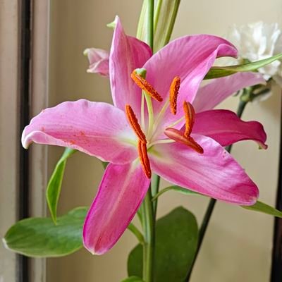 whatnidhisays's profile picture. Well, 'X' didn't help me recover my old account so here I am, again.