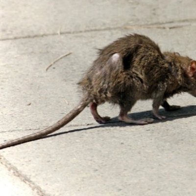 criancavodu's profile picture. 