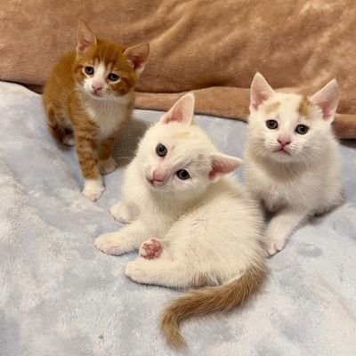 Zina_Tutu's profile picture. Manchester City😍🏆⚽