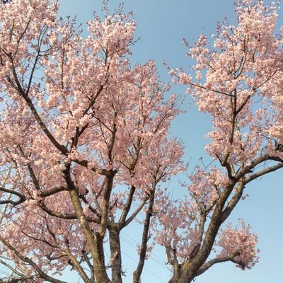 3140kaka's profile picture. 畑仕事大好き🌾
家庭菜園に生きる☘️
日本の農産物大事にしたい💪
スパイ防止法制定悲願
メガソーラー大反対