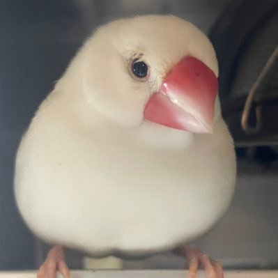 Motimaruko_k's profile picture. フリーランス 文鳥好き🕊️